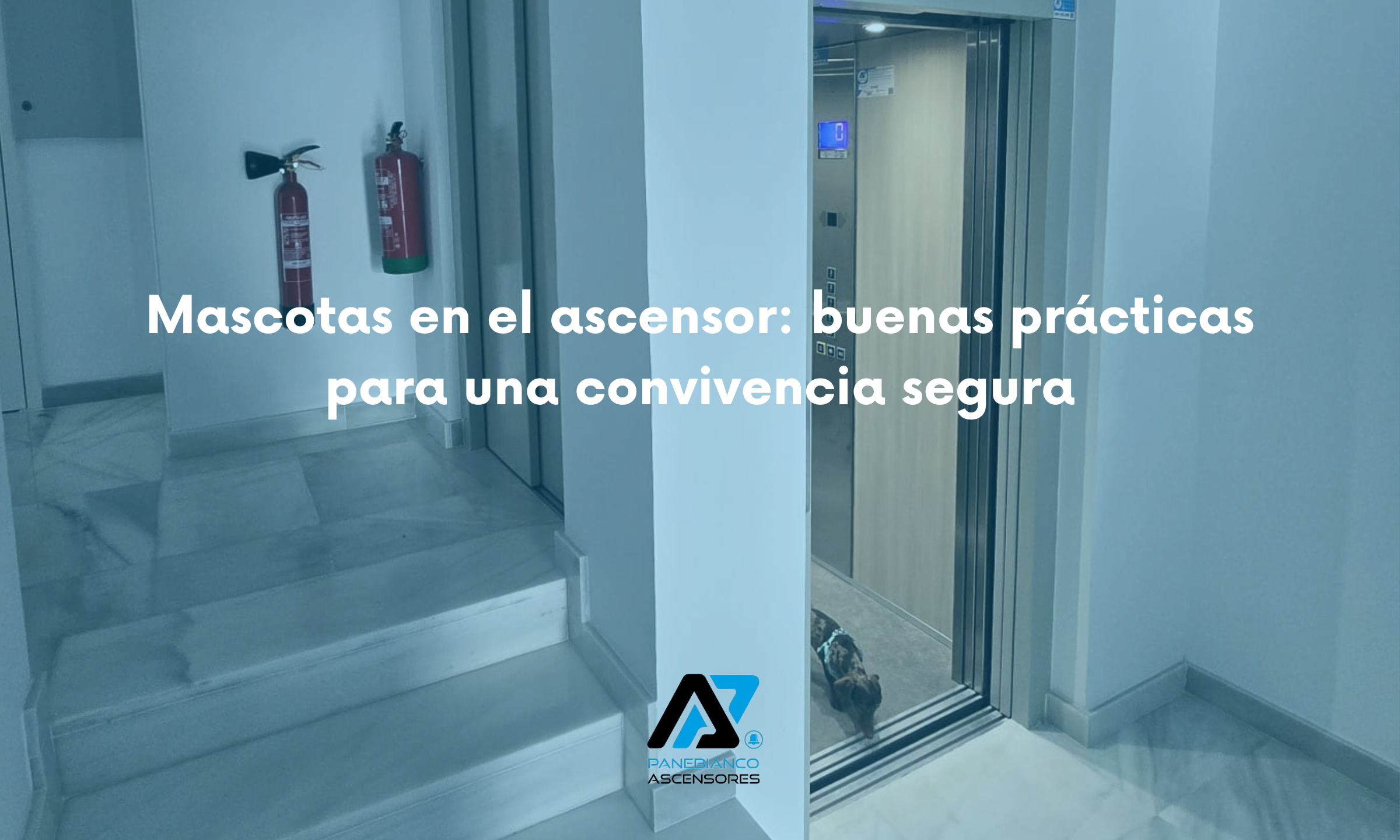 Mascotas en el ascensor: buenas prácticas para una convivencia segura